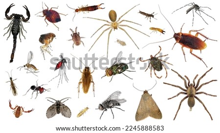 Human skin parasites and housing pests. Insects - parasites and pests isolated on white background