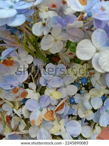 blue hydrangea flower close up picture