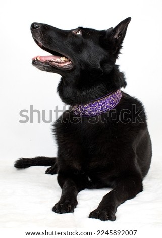 Purebred dog isolated on a white background