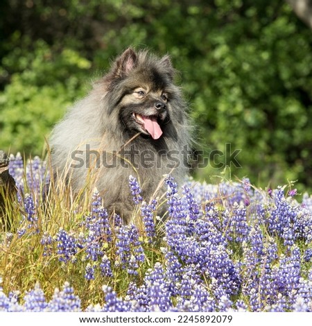 A purebred dog in the Texas bluebonnet field. A dog in nature