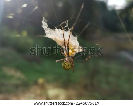 Yellow garden spider and the egg sac hanging on the web.