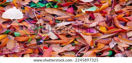 Autumn photography, leaves in the fall, At this time of the year the trees seem to come to life, breaking from orange, red and copper flowers