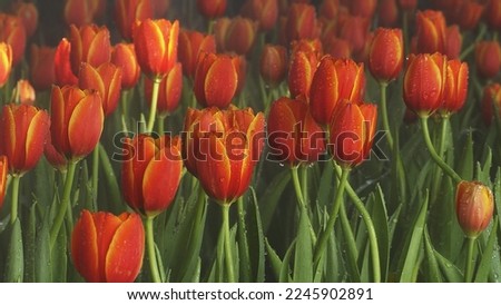Orange and pink tulip garden