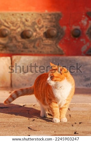 Orange tabby cats hi-rest stock photos