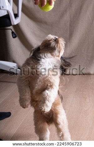 photo of shih tzu playing with a ball at home