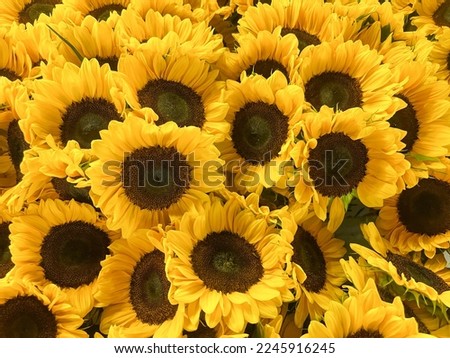 Beautiful yellow sunflower flower close up