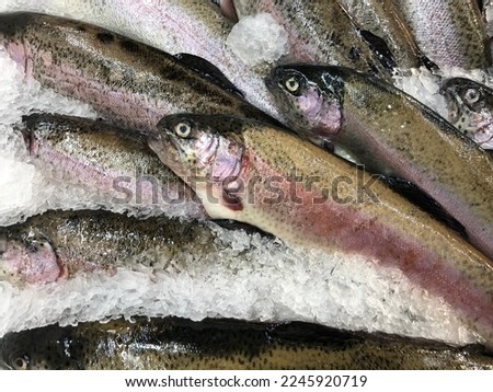Macro photo seafood fish trout. Stock photo trout fresh fish on ice food