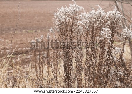 Dry soft flowers in the field on beige background