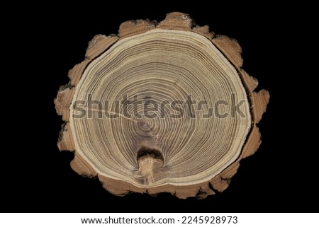 Maple tree slice isolated on black background. Tree anatomy