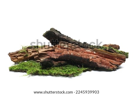 Fresh green moss on rotten branch isolated on white, side view Royalty-Free Stock Photo #2245939903