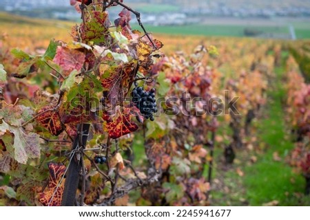 Colorful leaves and ripe clusters of pinot meunier grapes at autuimn on champagne vineyards after harvest in village Hautvillers near Epernay, Champange, France