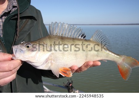 English perch (redfin) from a freshwater lake Royalty-Free Stock Photo #2245948535