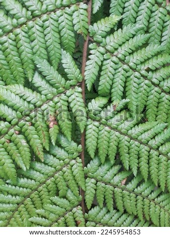 pretty fern leaves. photographed up close. very beautiful natural details.