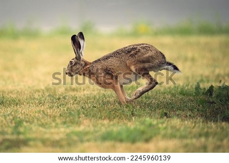 adult rabbit running fast profile