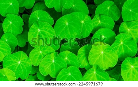 green plant texture of fresh spting growth in garden or forest , green wallpaper of botany concept with young fresh grass 