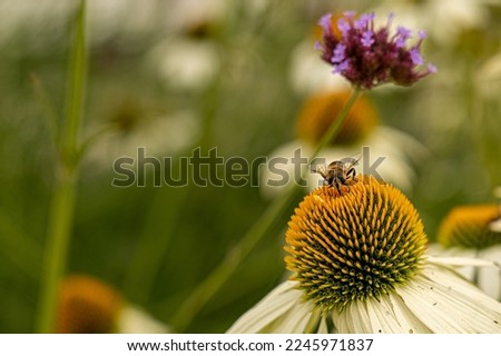 A bee has just landed on the Echinacea purpurea 'White Swan' Royalty-Free Stock Photo #2245971837