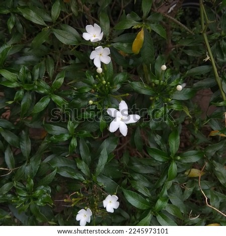 Star jasmine flowers in the garden.