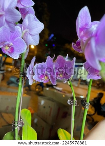 Phalaenopsis are one of the longest blooming orchid genera ,beautiful bouquet