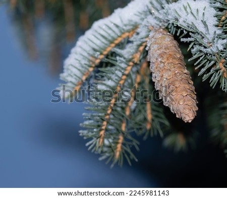 snowy spruse branch with pine cones and dark background selective focus