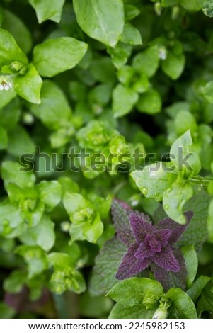 Photo of green plants with dew drops, top view