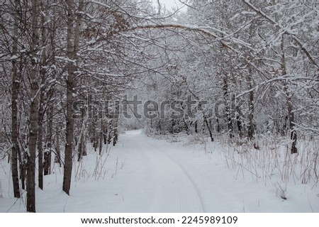 Snow-covered landscape in Russia. Birch trees covered with snow on frosty evening. Beautiful winter panorama. Fantastic winter background. Snow-covered trees in winter forest with a road.