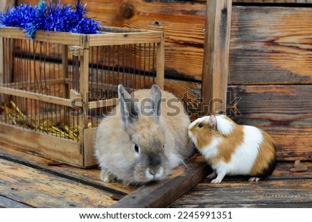 Brown rabbit and guinea pig near the cage
