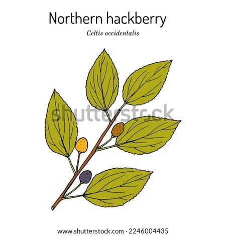 Northern hackberry (Celtis occidentalis), edible and medicinal plant. Hand drawn botanical vector illustration Royalty-Free Stock Photo #2246004435