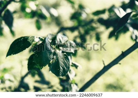 tree branch on a green background