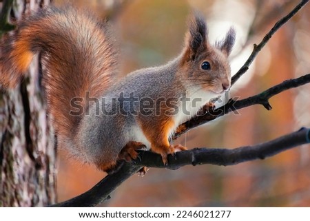 Closeup eurasian red squirrel (Sciurus vulgaris) sits on a tree branch. Squirrel paws with claws. Beautiful autumn colors on background. Background with bokeh. Autumn in Eastern Europe, Riga, Latvia