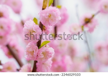 Blossoming sakura tree flower with selective focus on blurred background. Defocused backdrop copy space for text