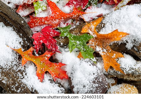 Bright autumn leaves covered with snow on aged driftwood and rocks