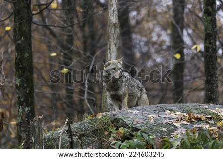 Coyote in a forest environment