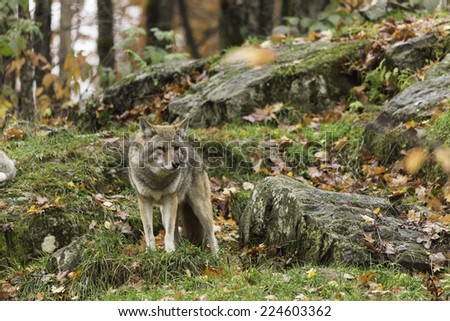 Coyote in a forest environment