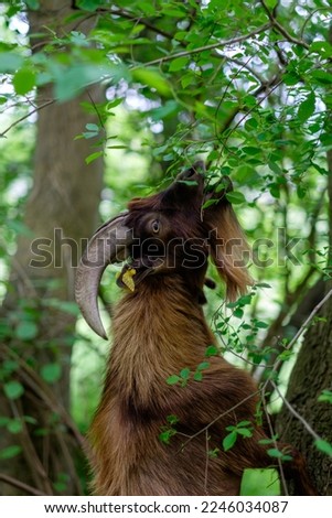 Goat eating tree in an educational farm