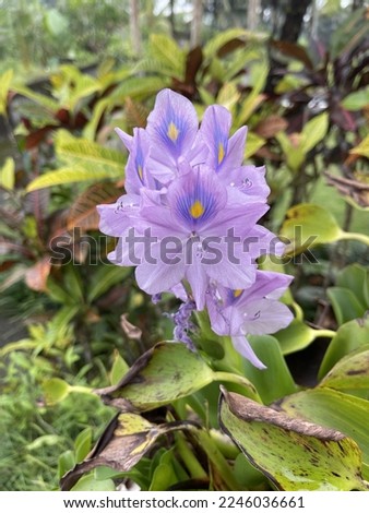 Beautiful purple flower in the garden Royalty-Free Stock Photo #2246036661