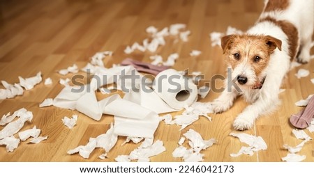 Funny, active naughty pet dog after biting, chewing a toilet paper at home. Dog separation, mischief, puppy training banner.  Royalty-Free Stock Photo #2246042173