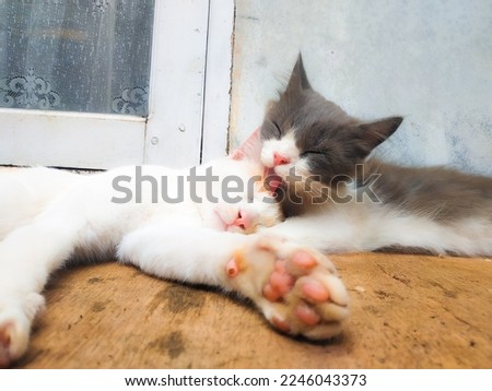romantic cute couple cat kitten