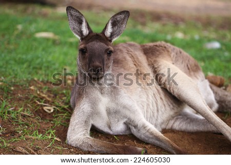 Young Female Western Grey Kangaroo Resting On The Ground