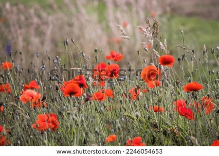 Red poppy in a field
