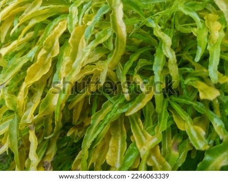 Yellow-green leaf texture, tropical plant leaves