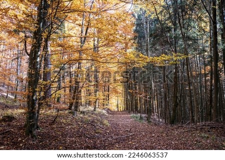 Autumn landscape with meadows and trees, forest in autumn, forest path in autumn, autumn atmosphere