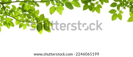 green branch with drooping leaves white background Royalty-Free Stock Photo #2246065199