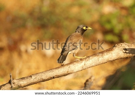 View of perched common myna