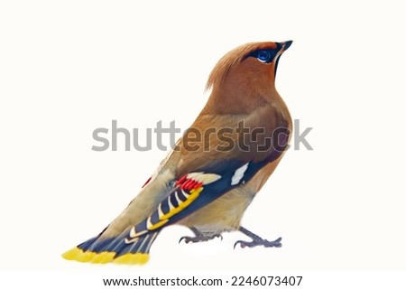 Bohemian waxwing (Bombycilla garrulus) as a typical breeding species of boreal forests (taiga) and wintering in Europe. Exceptionally beautiful golden feather bird. Isolated on white background Royalty-Free Stock Photo #2246073407