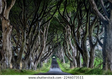 The 18th Century beech tree lined road known as the Dark Hedges in County Antrim, Northern Ireland.  Royalty-Free Stock Photo #2246073511
