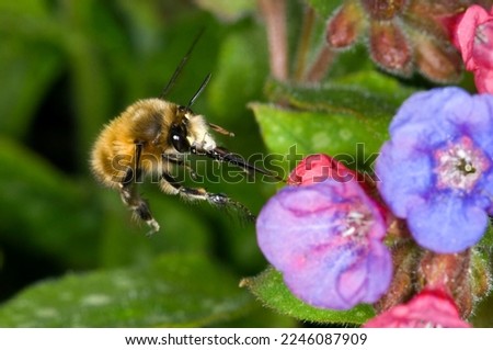 hairy footed flower bee Anthophora plumipes. Male, in flight approaching a pulmonaria flower. Males are brown