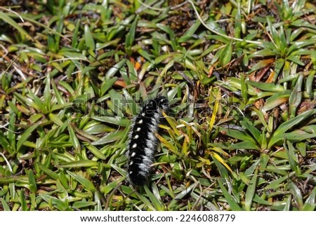 Woolly caterpillar in the high sierras of Peru. Concept of insects and nature.