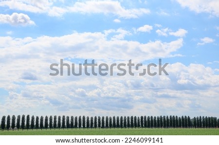 a row of trees on an blue and white clouds sky - beautiful landscape on nature