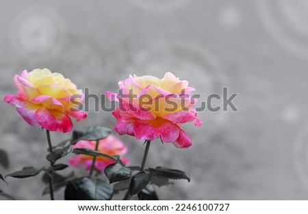Coral rose flowers isolated on gray soft focus background.