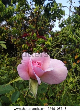 A beautiful picture of rose flower.